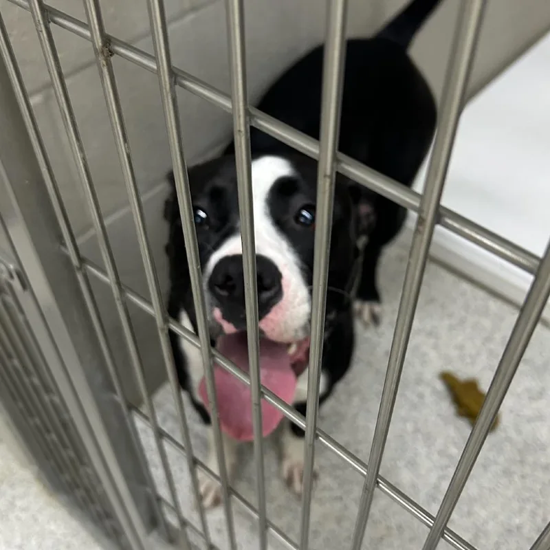 A young large-sized female Black Pit Bull Terrier dog named Whinnie for adoption in Carlyle, IL
