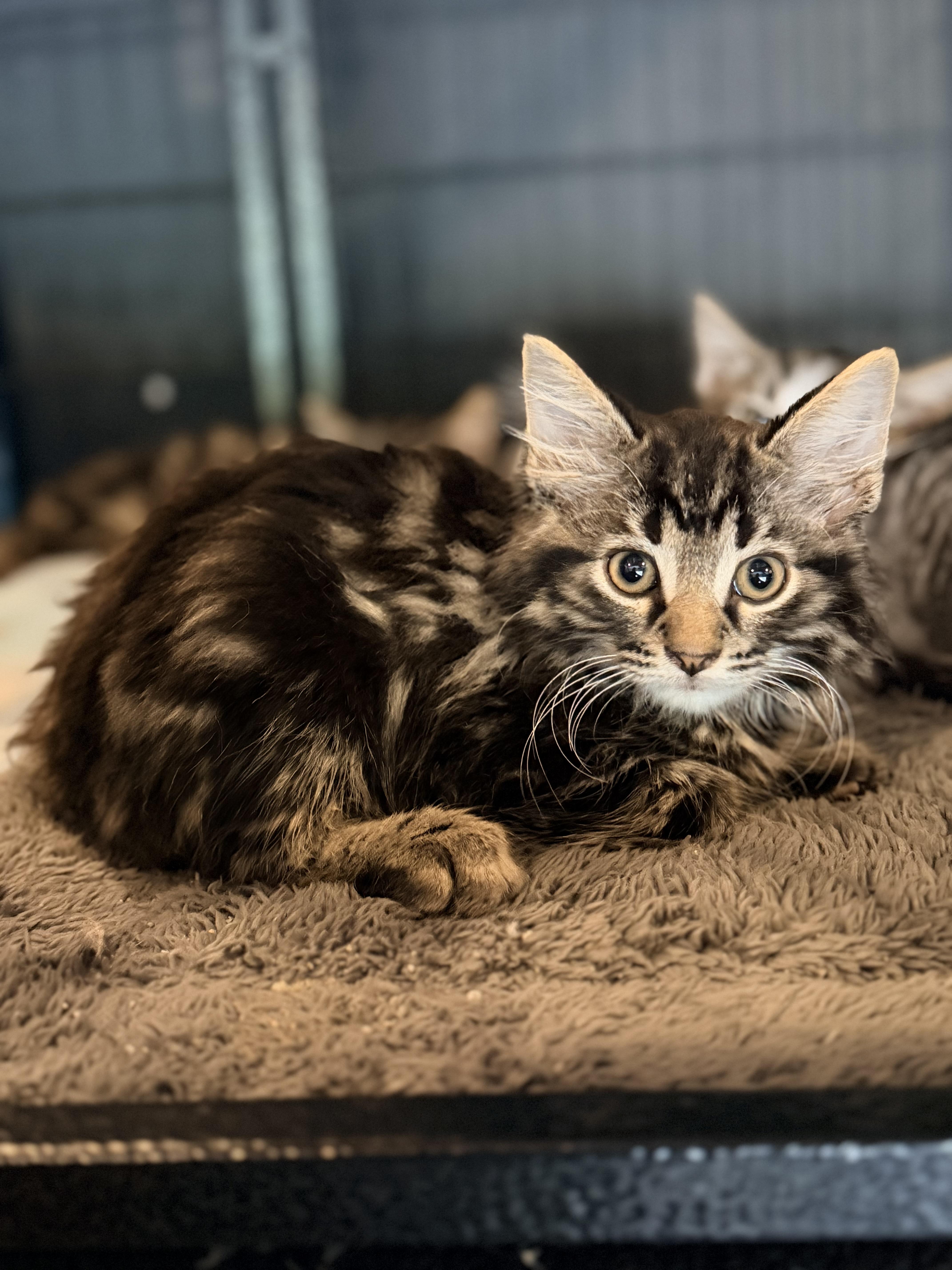 A baby medium-sized male Domestic Long Hair cat named Bear for adoption in Crown Point, IN