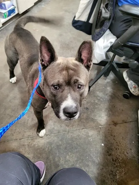 An adult large-sized male Mixed Breed dog named Shade for adoption in Dallas, TX