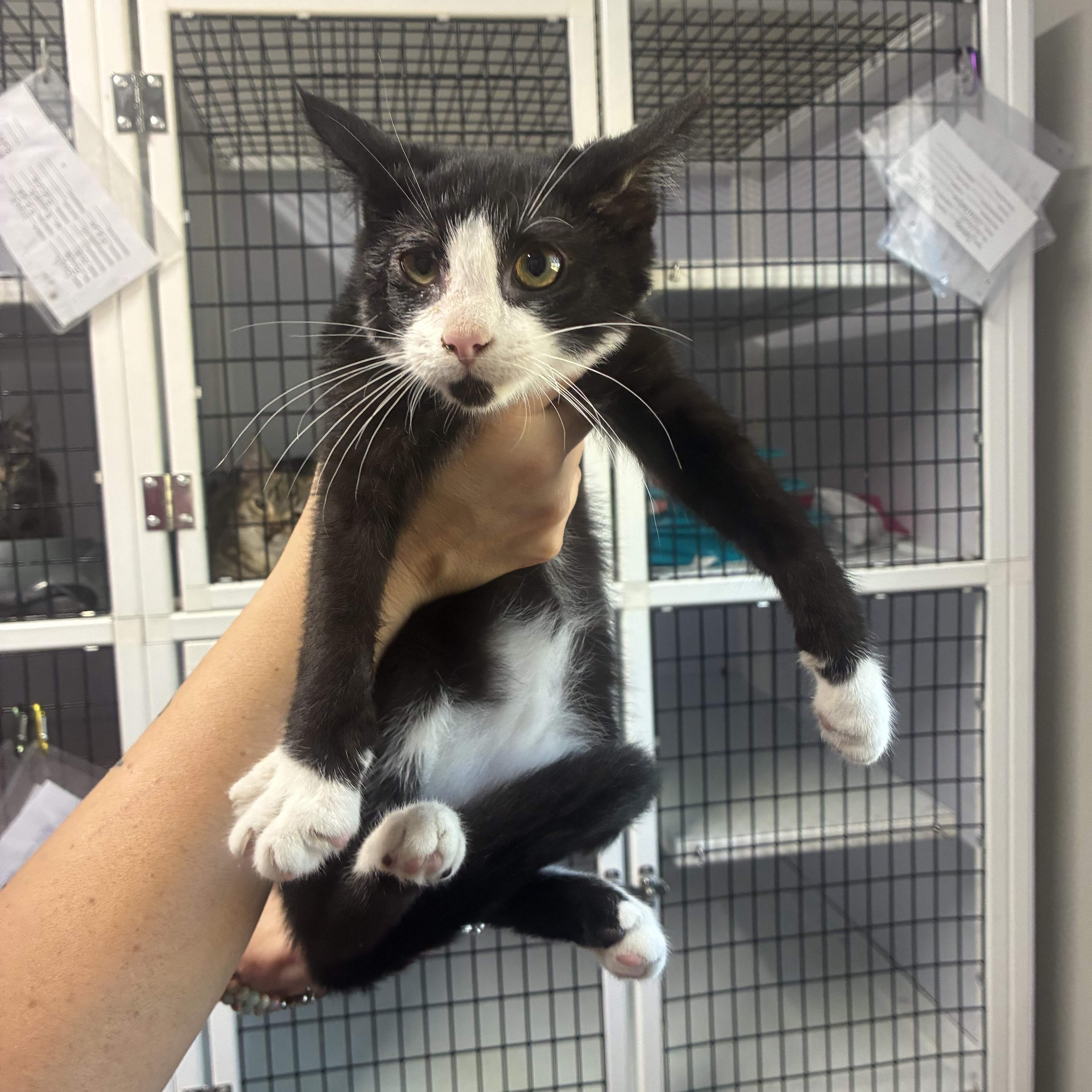 A young small-sized male Domestic Short Hair cat named Panda for adoption in Rogersville, TN