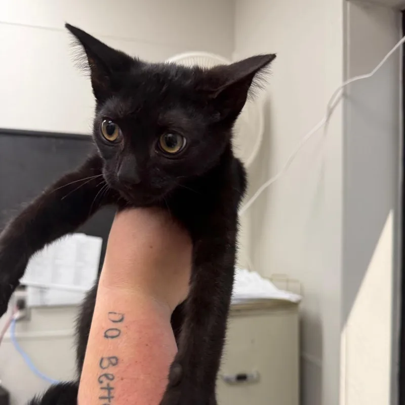 A baby small-sized male Black Domestic Short Hair cat named Binx for adoption in Columbiana, AL