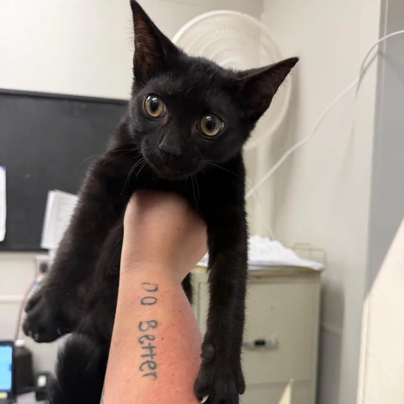 Binx thumbnail 2