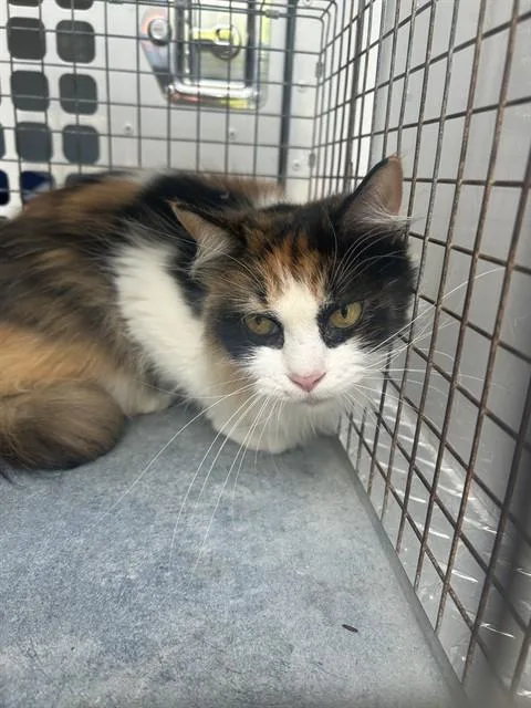 A young medium-sized female Domestic Long Hair cat named A for adoption in Palmetto, FL