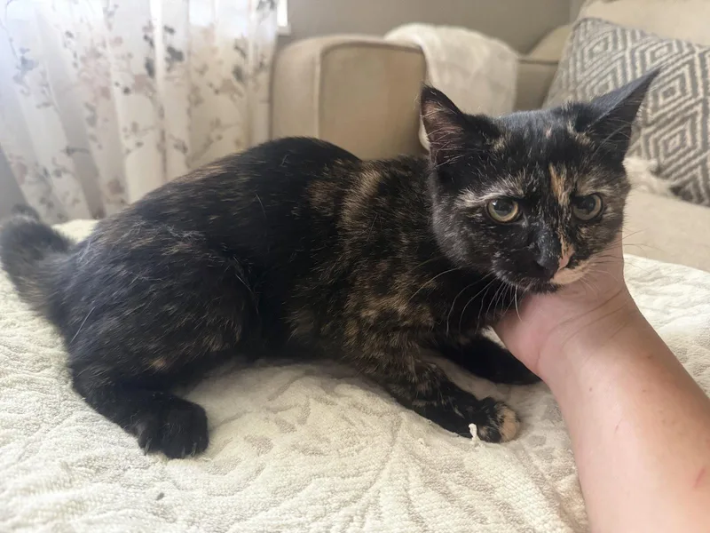 A baby medium-sized female Tortoiseshell cat named Pip for adoption in Fenton, MO