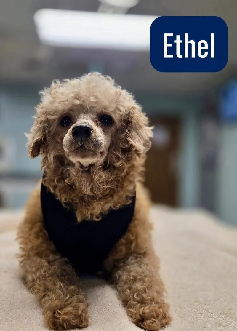 An adult small-sized female Miniature Poodle dog named Ethel for adoption in Norfolk, VA