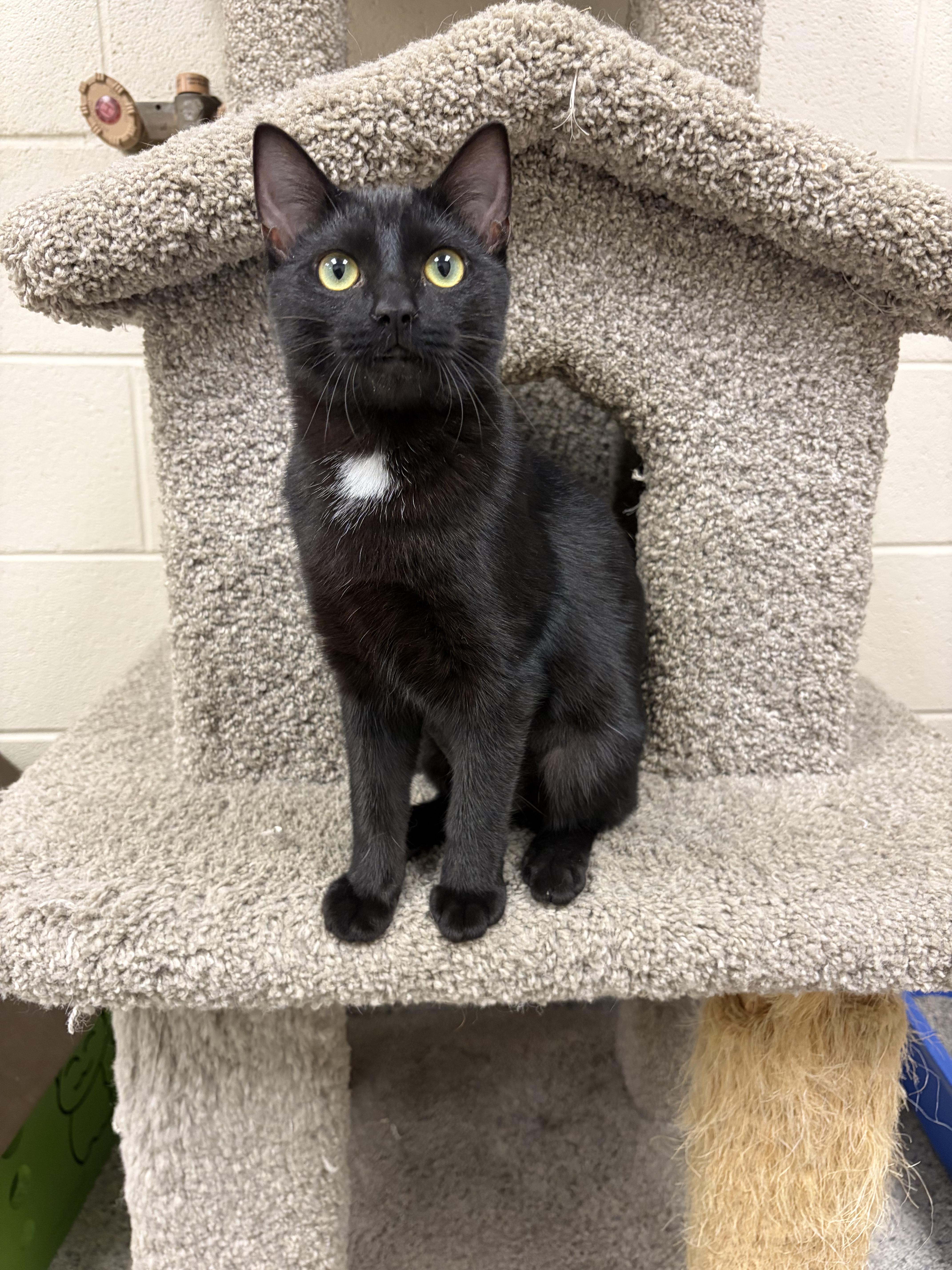 A young small-sized female Domestic Short Hair cat named Sesame for adoption in Valparaiso, IN