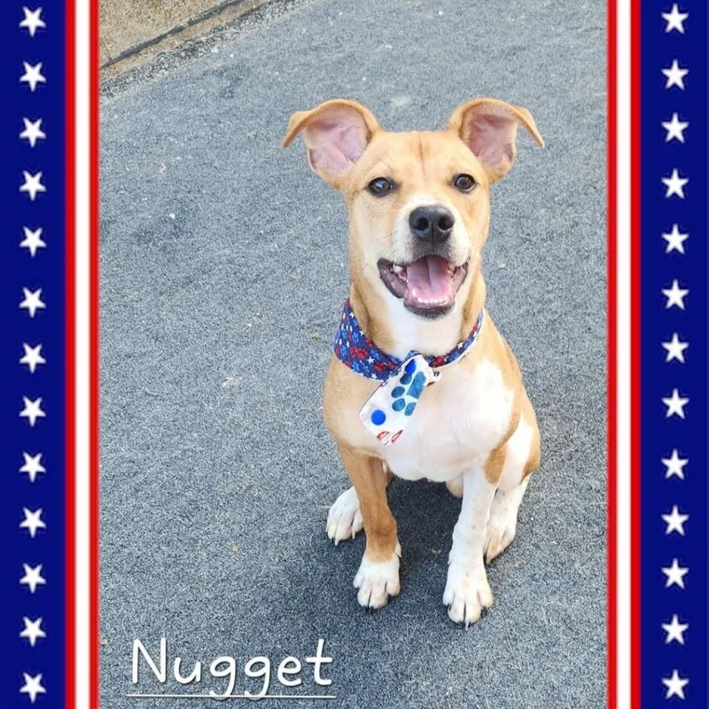 A baby small-sized male Yellow / Tan / Blond / Fawn Jack Russell Terrier dog named Nugget for adoption in Cleveland, TN
