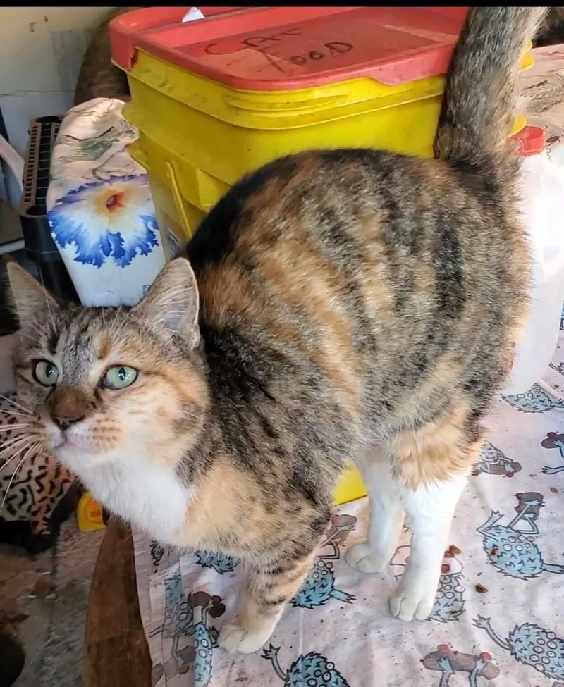 Bambi