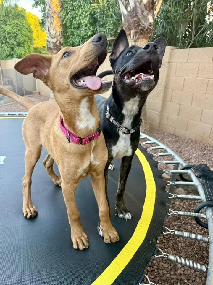 Butterscotch thumbnail 2