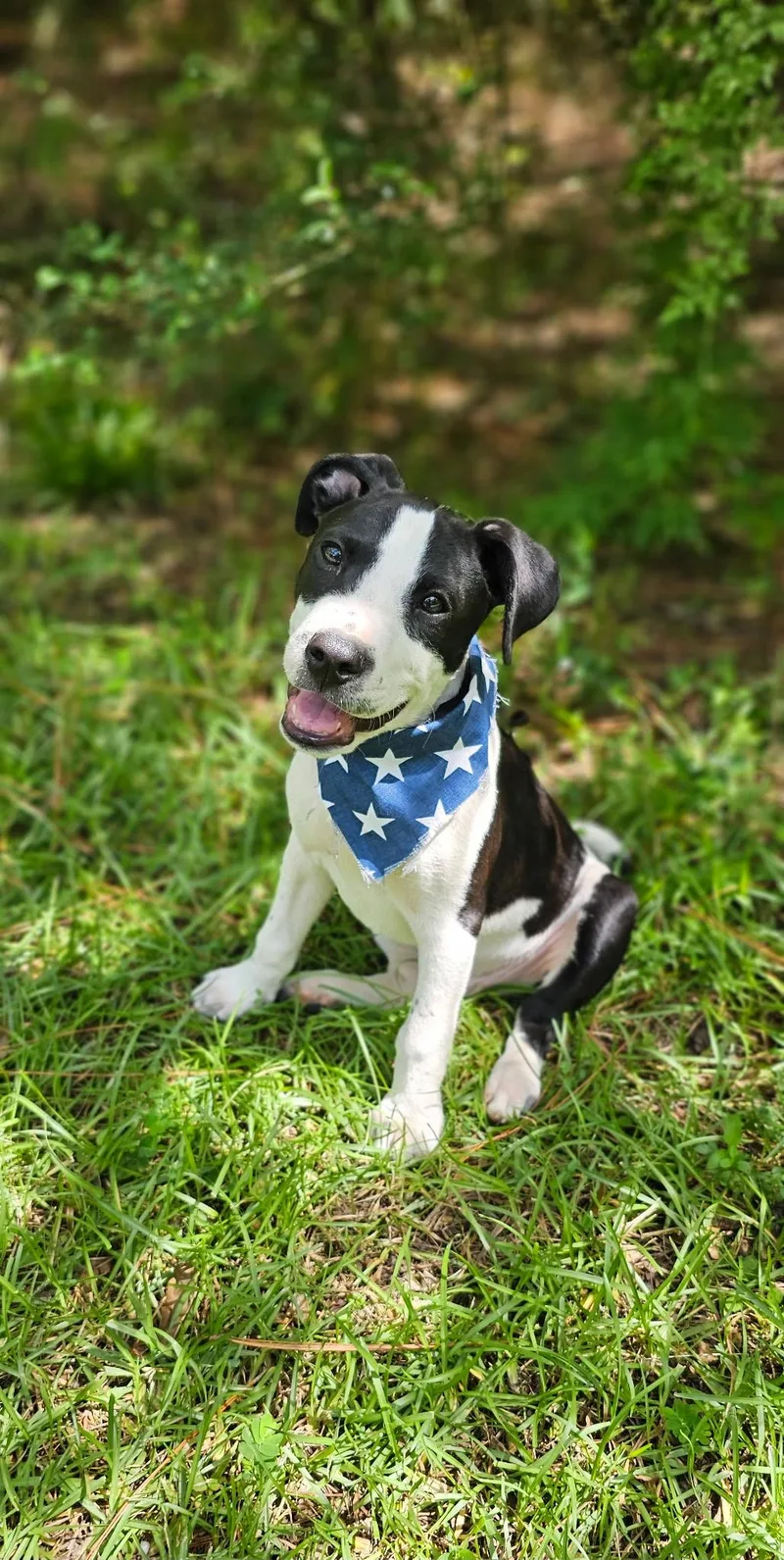 A baby medium-sized male Black Mixed Breed dog named Bing Bong for adoption in BONIFAY, FL