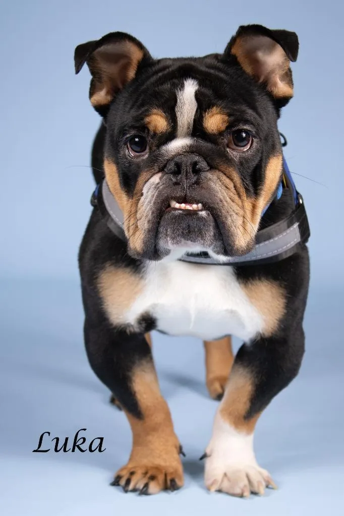 A baby medium-sized male English Bulldog dog named Luka for adoption in Gilbert, AZ