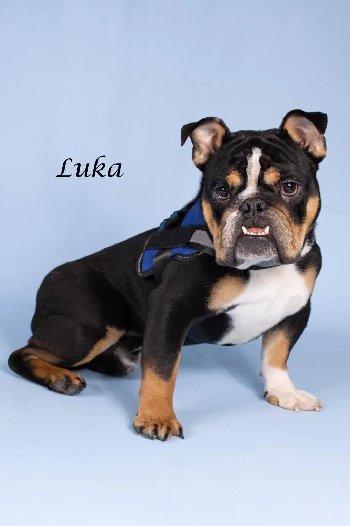 Luka thumbnail 2