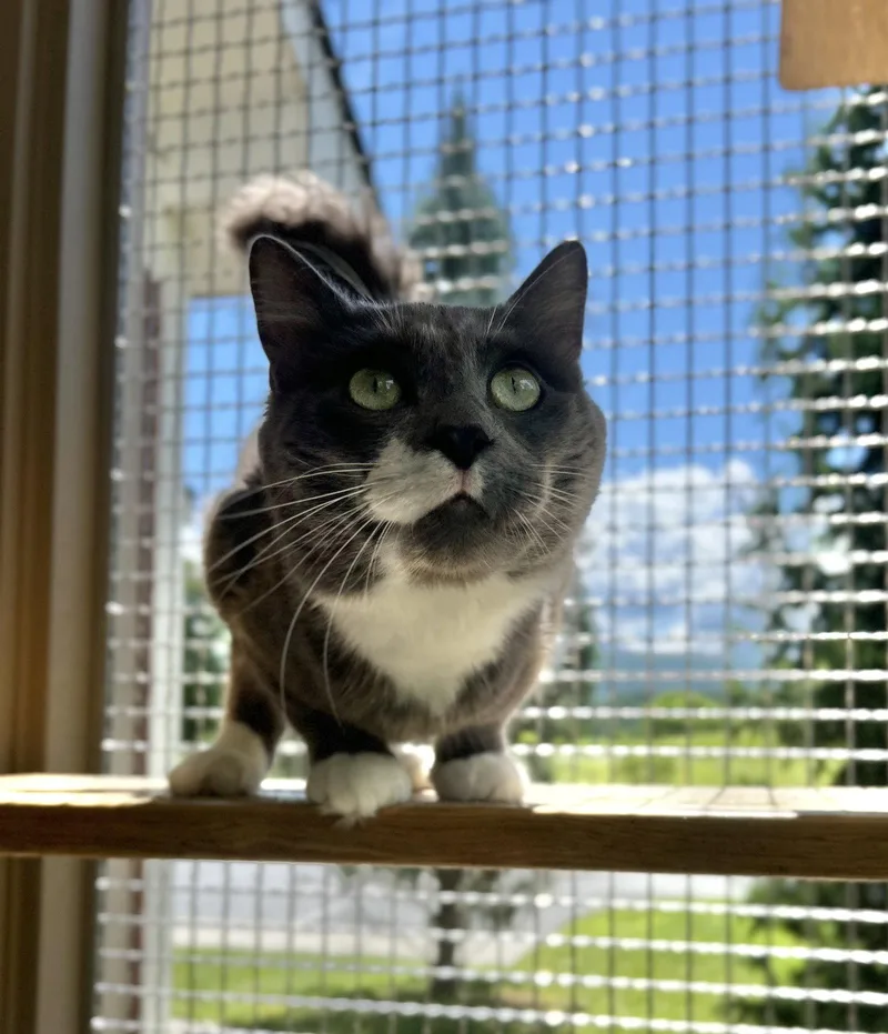 An adult large-sized male Gray & White Domestic Medium Hair cat named Emmett for adoption in Arlington, VT