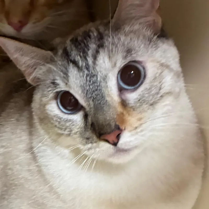 A young medium-sized female Buff / Tan / Fawn Domestic Short Hair cat named Blanca for adoption in Yuma, AZ