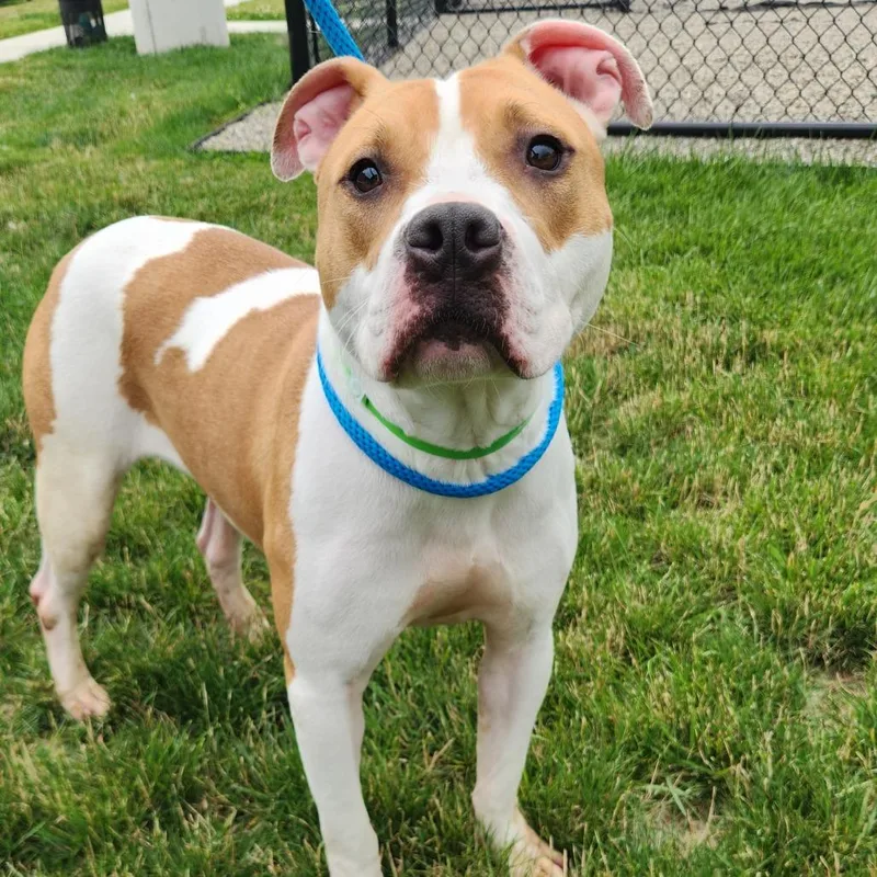 A young medium-sized male Brown / Chocolate Pit Bull Terrier dog named Conway for adoption in Fort Wayne, IN