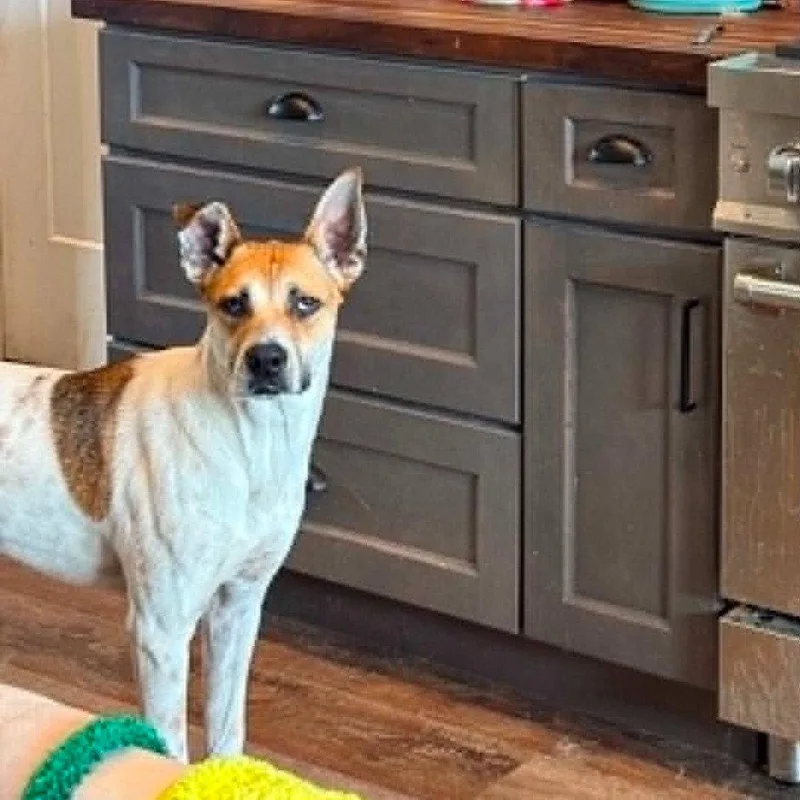 An adult medium-sized male Terrier dog named Aston for adoption in Bloomfield, CT