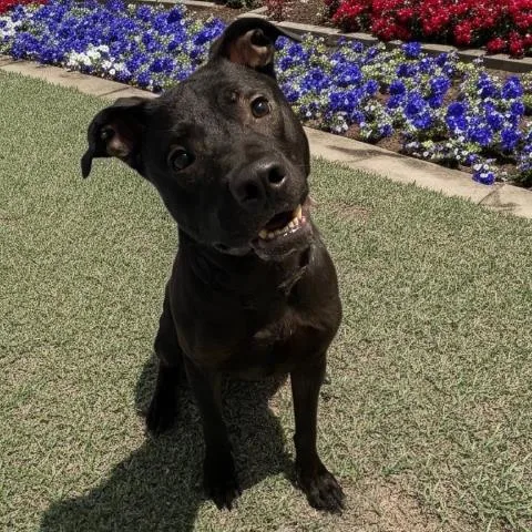 An adult large-sized male Pit Bull Terrier dog named Titus for adoption in Clinton Township, MI