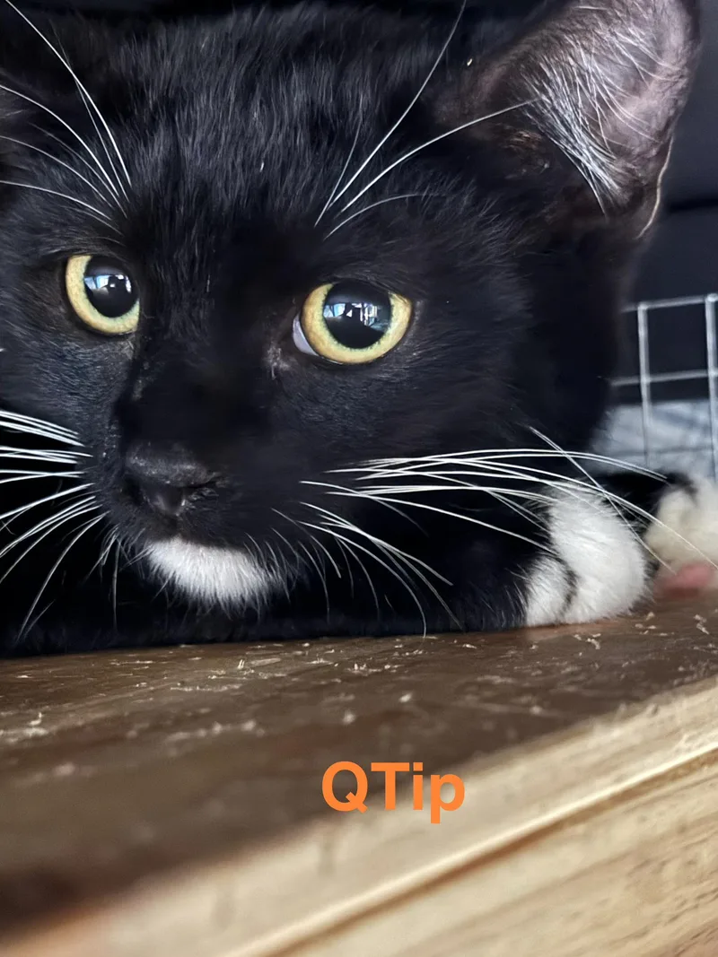 A baby small-sized male Black & White / Tuxedo Domestic Short Hair cat named Qtip for adoption in Shrewsbury, MA