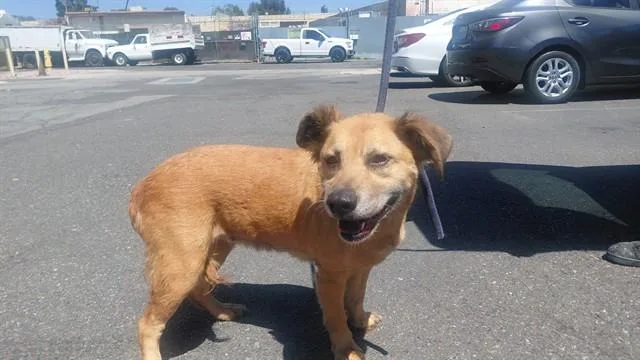 An adult medium-sized female German Shepherd Dog dog named Amore for adoption in Baldwin Park, CA