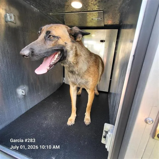 An adult medium-sized female Belgian Shepherd / Malinois dog named Lilo for adoption in San Antonio, TX