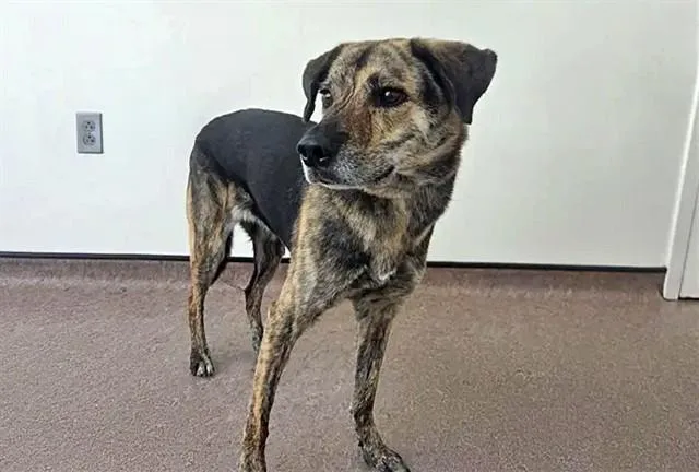 An adult medium-sized female Terrier dog named Cherry Pie for adoption in Saint Louis, MO
