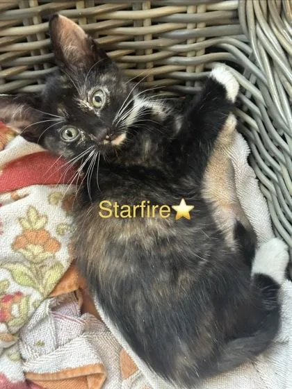 A baby small-sized female Domestic Short Hair cat named Starfire for adoption in Chamblee, GA