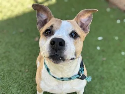 An adult medium-sized female Mixed Breed dog named Ginger for adoption in Gainesville, FL