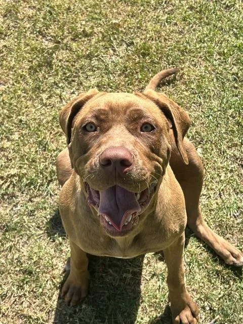 An adult large-sized female Mastiff dog named Toffee for adoption in Riverside, CA