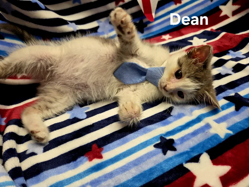 A young small-sized male Gray & White Domestic Medium Hair cat named Dean for adoption in Delray, WV