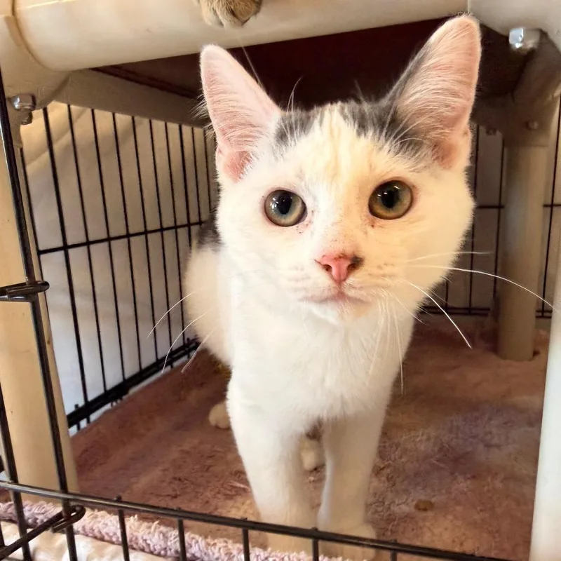 A baby small-sized male White Domestic Short Hair cat named Myles for adoption in Chippewa Falls, WI