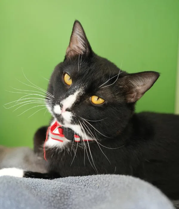An adult medium-sized male Domestic Short Hair cat named Fynn for adoption in Marietta, GA