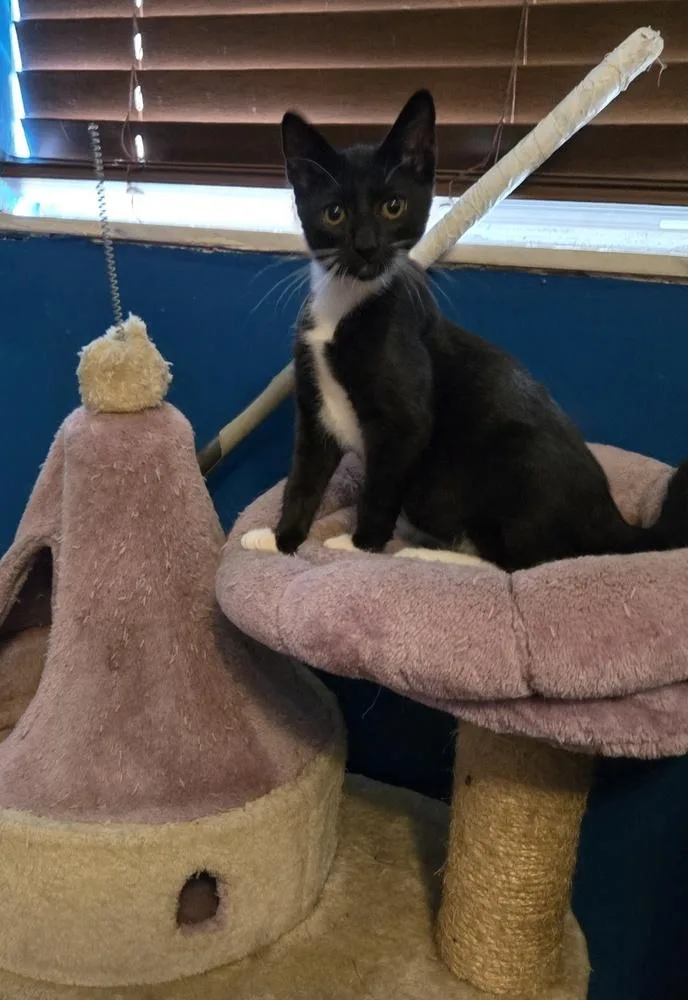 A baby small-sized male Domestic Long Hair cat named Frankie for adoption in Randolph, MA