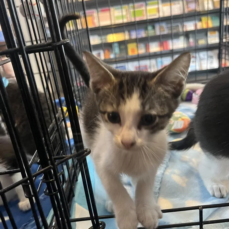 A baby small-sized male Brown / Chocolate Domestic Short Hair cat named Ringo for adoption in Pasadena , MD