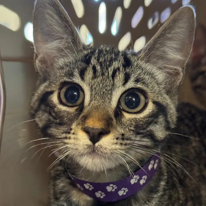 A baby small-sized male Brown / Chocolate Domestic Short Hair cat named Bruno for adoption in Santa Barbara, CA