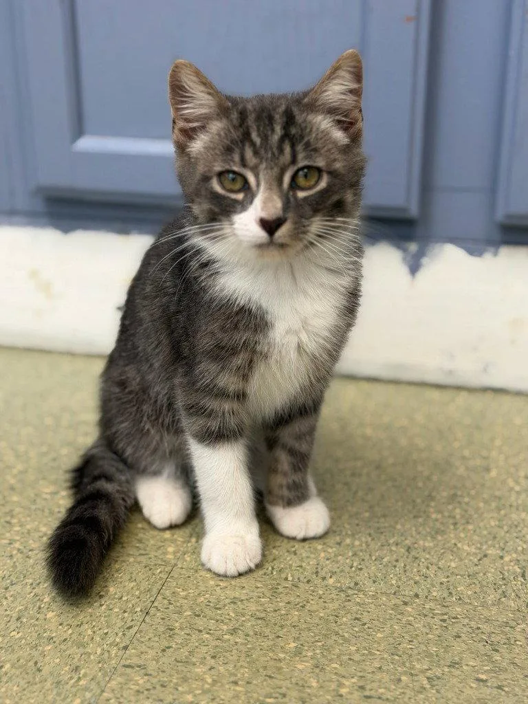 A baby small-sized male Domestic Medium Hair cat named Edward for adoption in Lovingston, VA