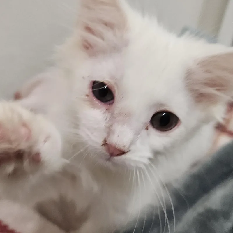 A baby medium-sized female White Domestic Short Hair cat named Lily & Remmy for adoption in Pottsboro, TX