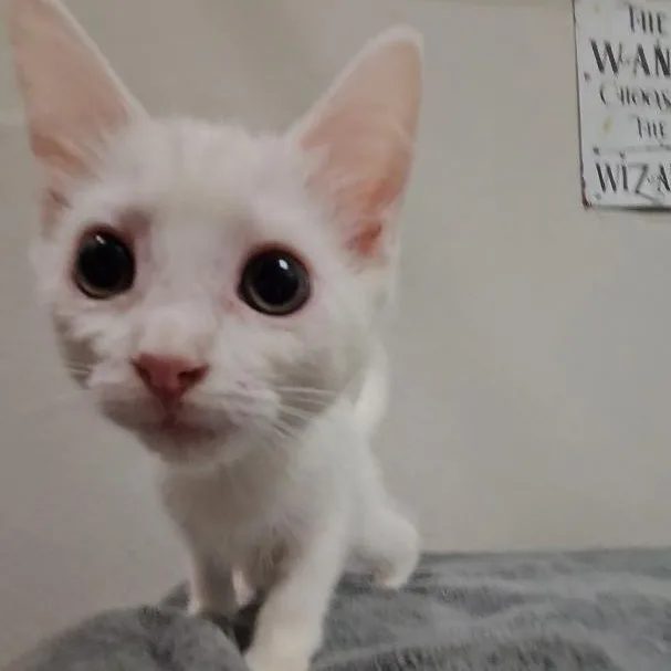 Lily & Remmy thumbnail 4