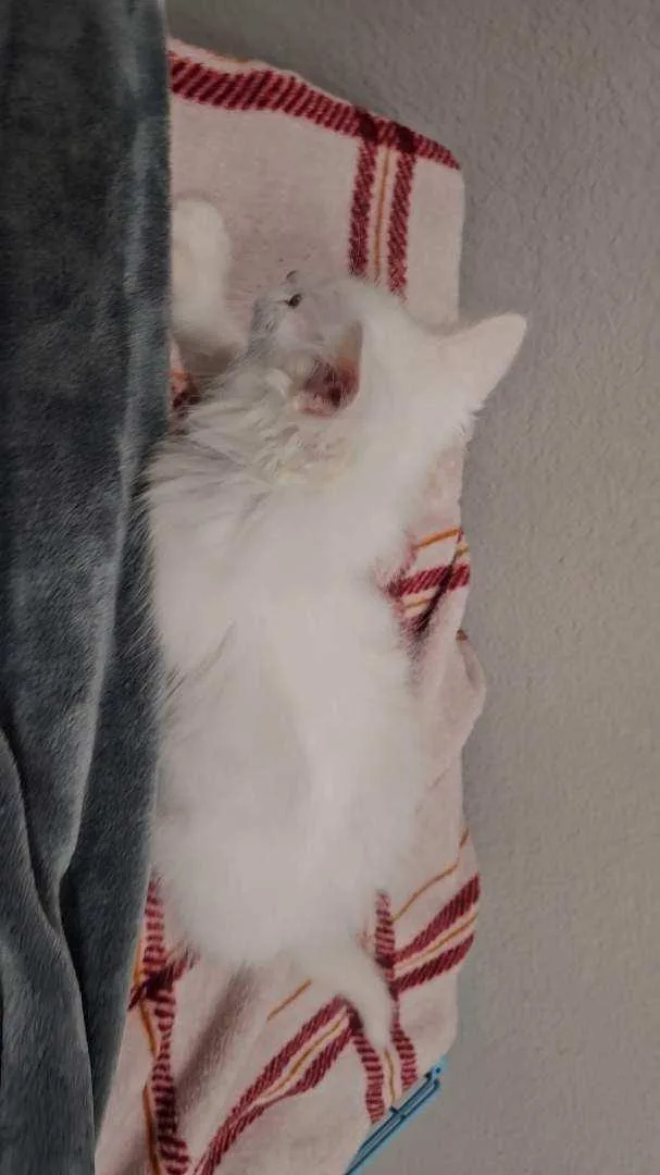 Lily & Remmy thumbnail 5