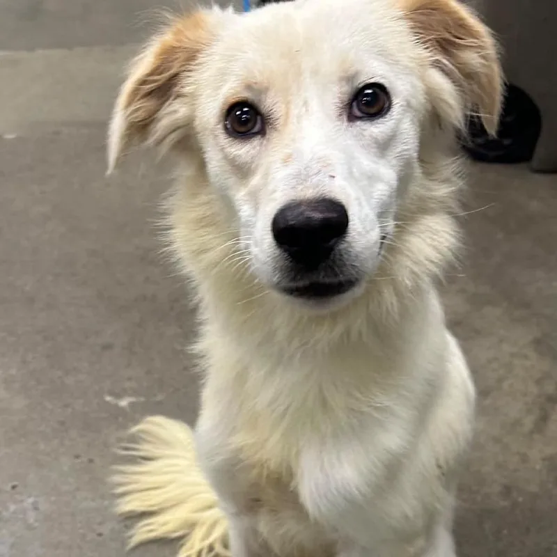 A young medium-sized female Mixed Breed dog named Sabrina for adoption in Melbourne, KY