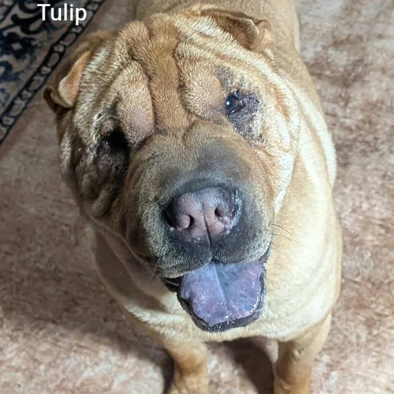 An adult medium-sized female Shar-Pei dog named TULIP Bio coming for adoption in Cameron, NC
