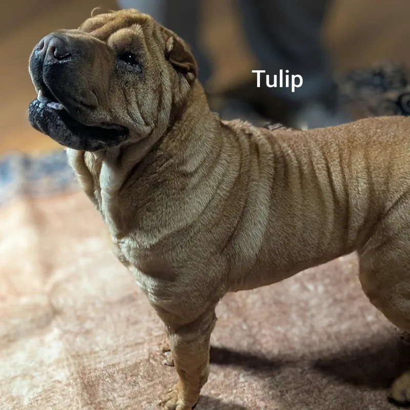 TULIP  Bio coming thumbnail 2
