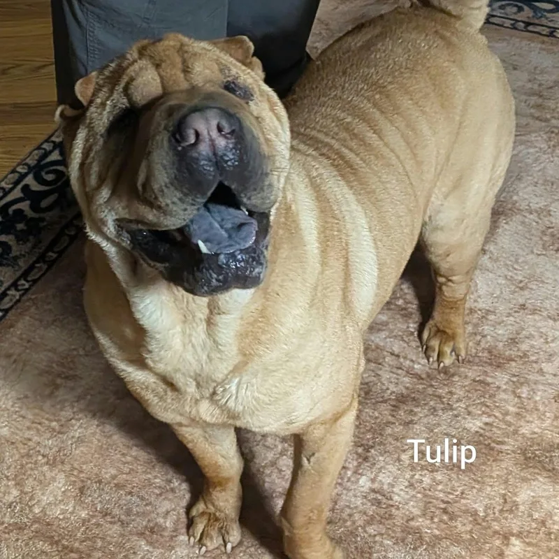 TULIP  Bio coming thumbnail 3