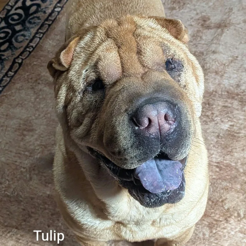 TULIP  Bio coming thumbnail 4