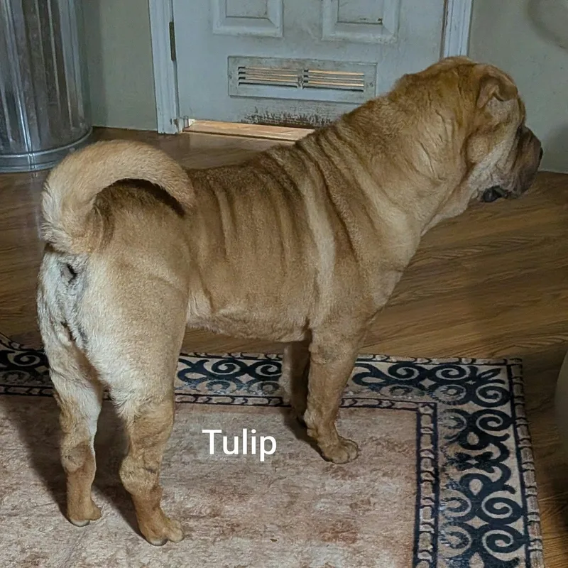 TULIP  Bio coming thumbnail 5