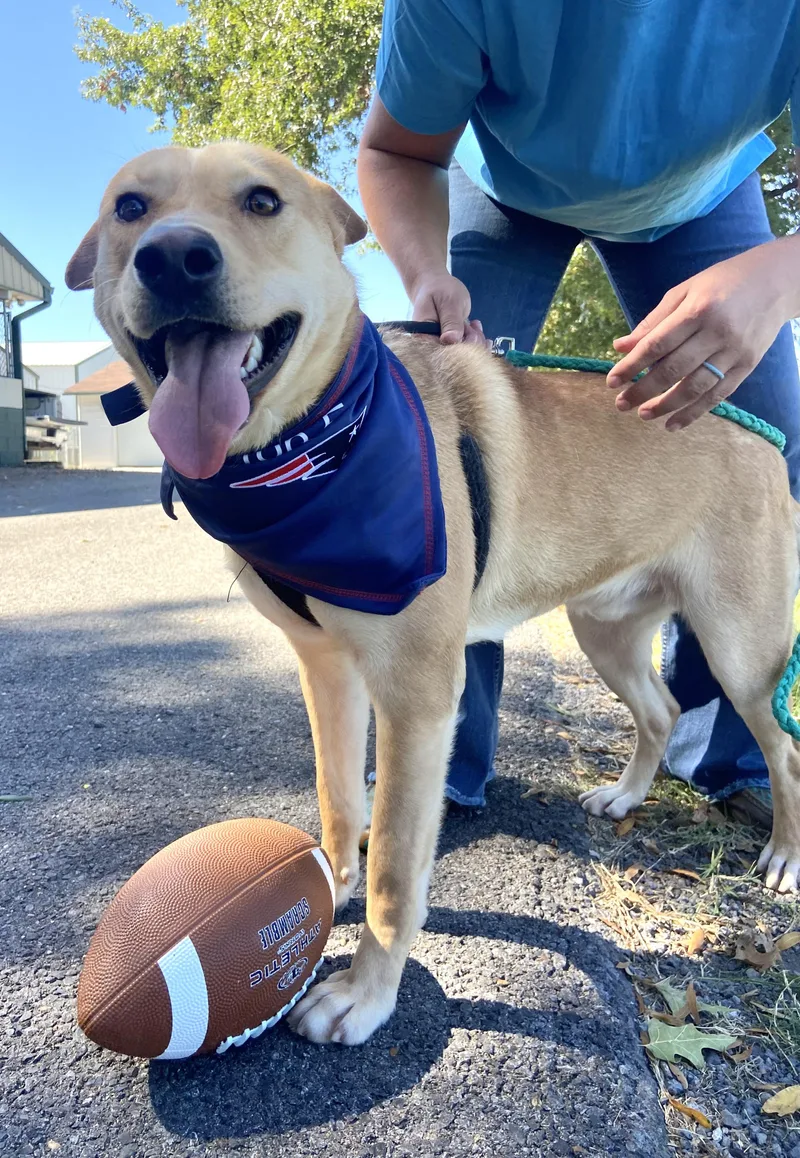 An adult medium-sized male Yellow / Tan / Blond / Fawn Husky dog named Bo Bravo Easy for adoption in Andover, MA