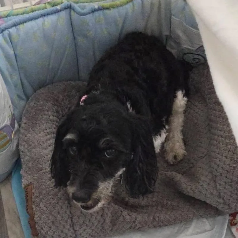 An adult small-sized female Black Havanese dog named Frittata for adoption in Allen, TX