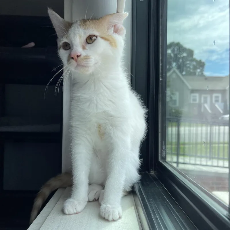A baby small-sized female Calico Domestic Short Hair cat named May for adoption in Winston Salem, NC