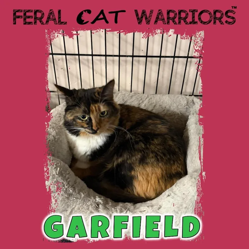 An adult small-sized female Calico Domestic Long Hair cat named Garfield for adoption in Kingman, AZ