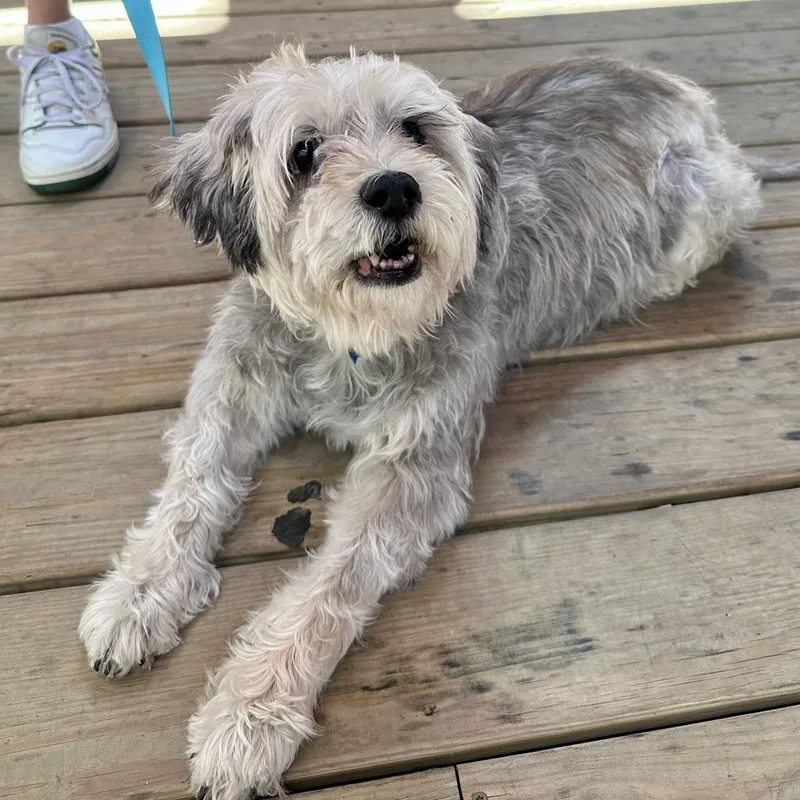 An adult medium-sized female Miniature Schnauzer dog named Dafodill for adoption in Brooklyn, NY