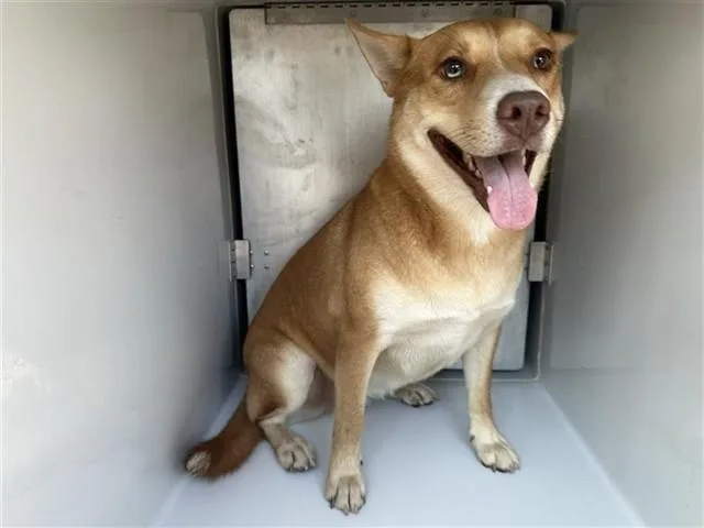 An adult large-sized female Siberian Husky dog named A for adoption in Houston, TX